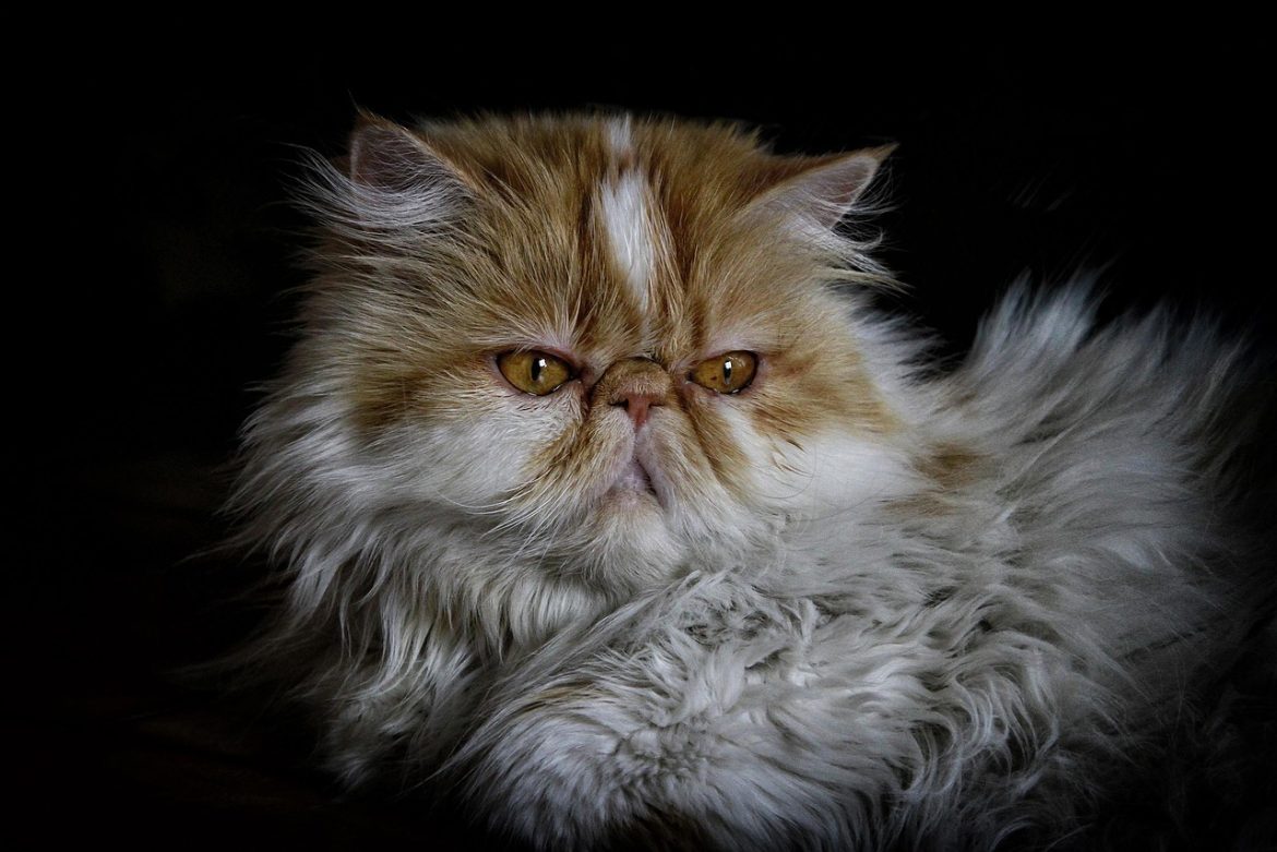Expert Grooming Secrets for Beginner Persian Cat Owners