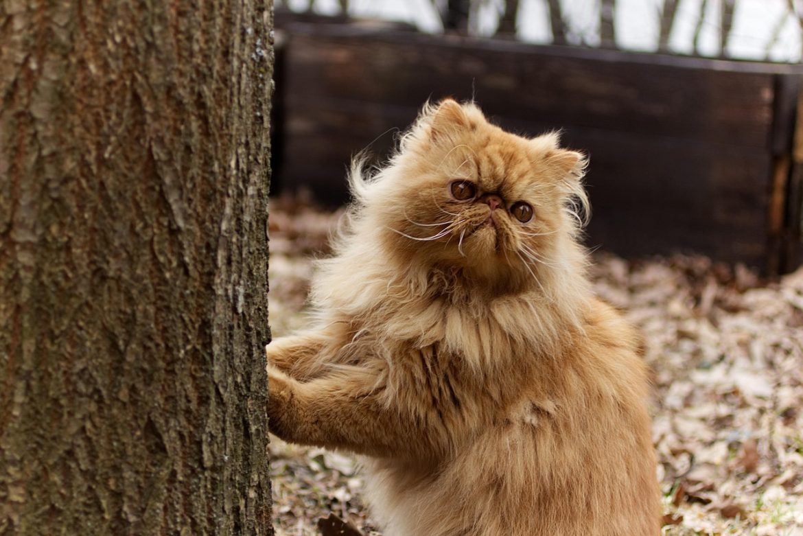 Untangling the Knots: Keeping Your Persian Cat's Fur Flawless