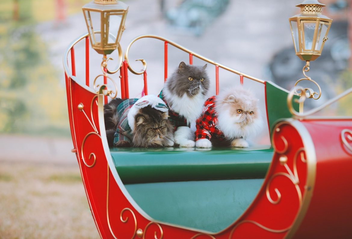 Luxurious Fur: Elite Brushes for Persian Felines