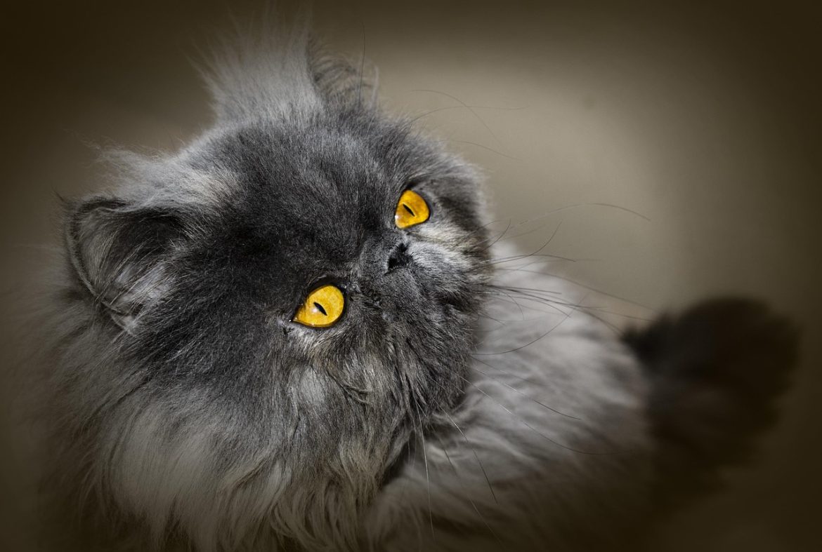 How to Properly Bathe a Persian Cat: A Step-by-Step Guide