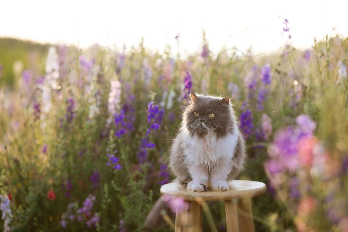 Ultimate guide to bathing your Persian cat