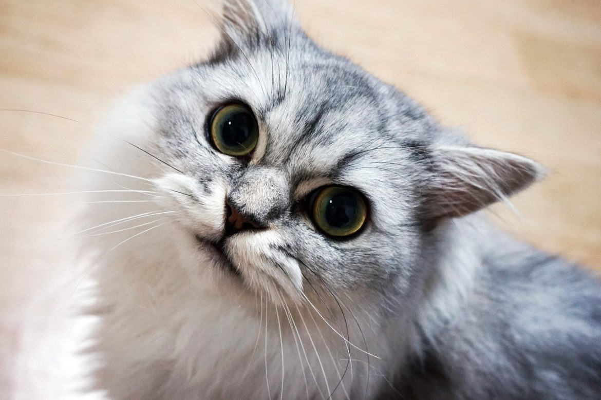 Glistening Glimpses: Mastering Persian Cat Eye Cleaning